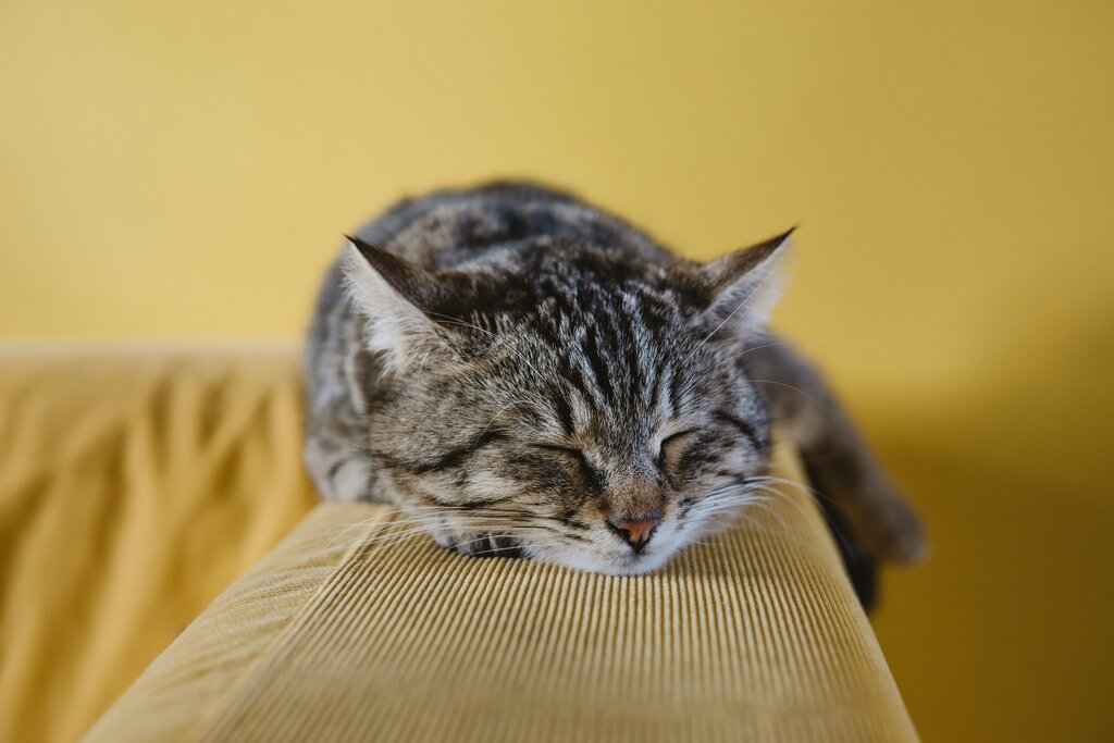 Sleep Hygiene: Daily Habits for Better Rest